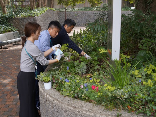 a picture of flower bed